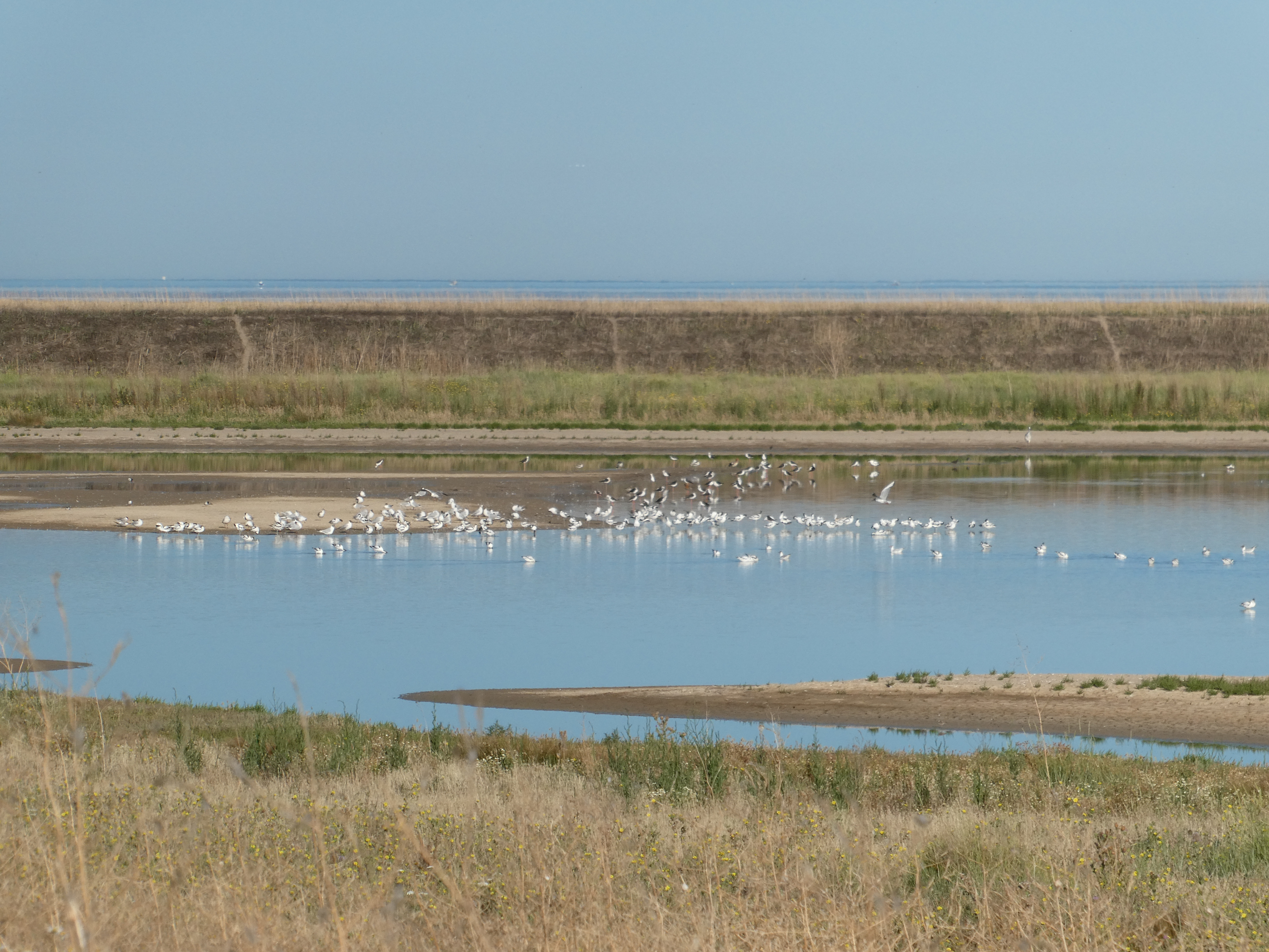 Oiseaux sur les bassins du Curé